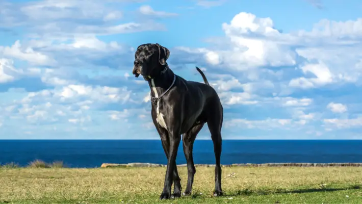Side profile of a blue brindle Great Dane standing tall