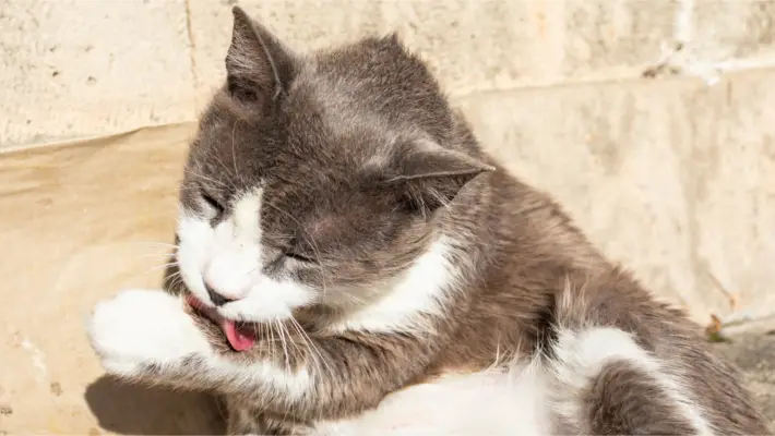 Cat licking its paw
