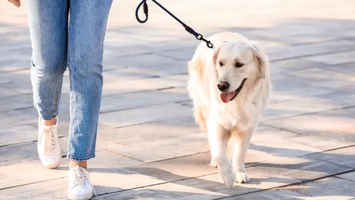 Person walking a golden retriever puppy on a leash outside