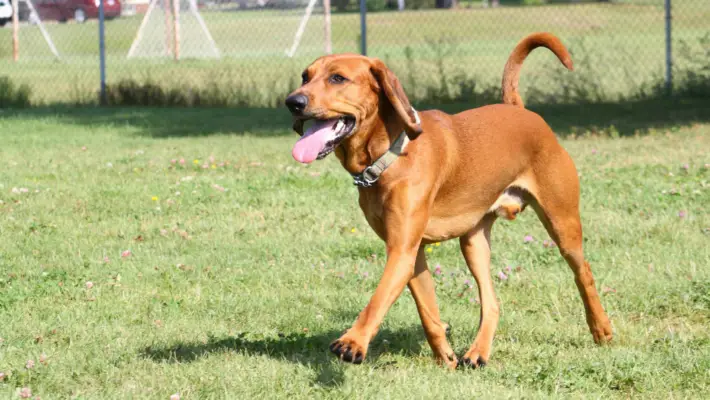 Redbone Coonhound Labrador mix in a field