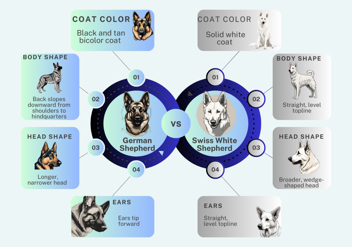 Illustrated comparison of the German Shepherd and Swiss White Shepherd breeds