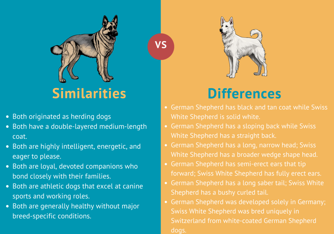 Similarities and Differences between the German Shepherd and Swiss white Shepherd